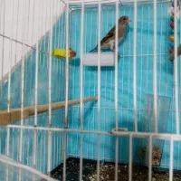 سهره قناری نر.