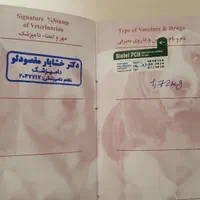 گربه dsh|گربه|تهران, تهرانسر شرقی|دیوار