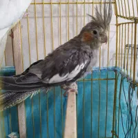 عروس هلندی