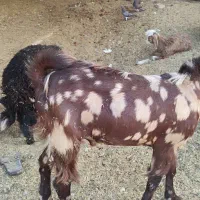 بز نر پلنگی