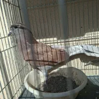 جوجه گرفتنی|پرنده|قم, کلهری|دیوار