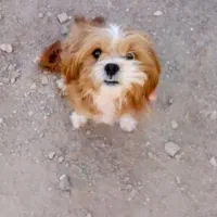 سگ پاکوتاه