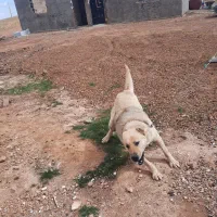 واگذاری سگ گله