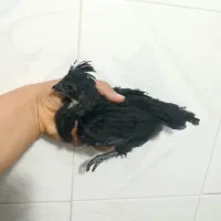 جوجه ابریشمی|حیوانات مزرعه|مشگین شهر, |دیوار