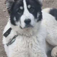سگ خراسانی ۱۱ ماهه