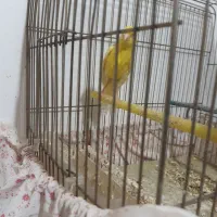 قناری ماده طلایی  ۵ تخم اماده اماده