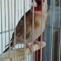 سهره جفتی مست دهن اروپایی