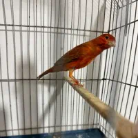 قناری شتری سرخ ماده اماده اماده