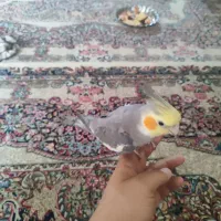 یک جفت عروس