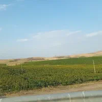 زمین کشاورزی|اجارهٔ دفتر صنعتی، کشاورزی، تجاری|محمدبار, |دیوار