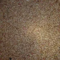 گندم چمران در رامشیر