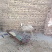 گوسفند|حیوانات مزرعه|تربت‌حیدریه, فرمانداری|دیوار