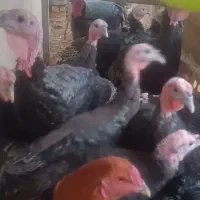 بوقلمون برنزی|حیوانات مزرعه|مشهد, هفده شهریور|دیوار