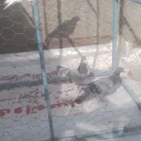 کبوتر  کیلومتری|پرنده|اردکان, |دیوار