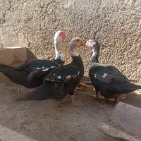 اردک اسرائیلی سالم و سرحال