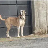 پلنگ|سگ|ماهدشت, |دیوار