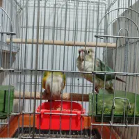 جفت گیرینجیک مولد تضمینی