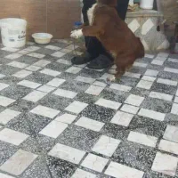 سگ پاکوتاه قهوه‌ای|سگ|قائم‌شهر, |دیوار