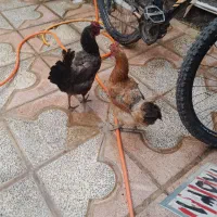 دوعدد مرغ