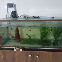 اکواریوم ۱ متری به همراه ماهی گوپی و لوازم|ماهی|شیراز, میانرود|دیوار