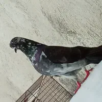 کفتر|پرنده|رشت, سلیمانداراب|دیوار