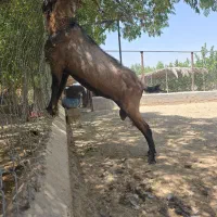 کولار ،نر بز آلپاین|حیوانات مزرعه|زرقان, |دیوار