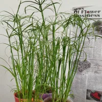 زیبا و خوشکل