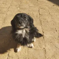 واگذاری میکس پامر و آشویتس نر