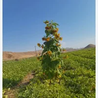 کارگر ساده