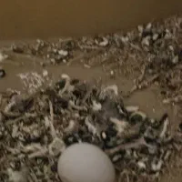 یک جفت کوتوله برزیلی مولد با تخم|پرنده|شیراز, گویم|دیوار