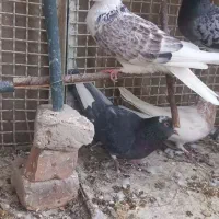 معاوضه  با کبوتر