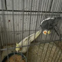 یک جفت عروس هلندی نیمه دستی|پرنده|نجف‌آباد, مجاهد شمالی|دیوار