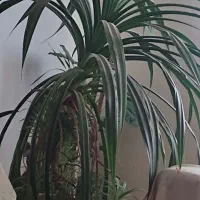 گل پاندانوس