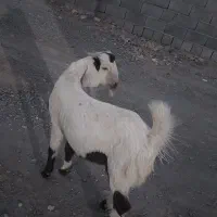 گوسفندفروشی|حیوانات مزرعه|کهنوج, |دیوار