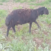 گوچ یک سالع افشار