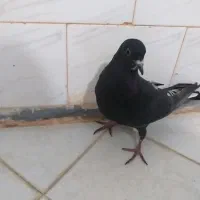 کفتر جوجه است