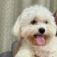 سگ گمشده|حیوانات|بندرعباس, |دیوار