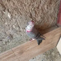 کفتر و کبوتر کوار|پرنده|تهران, میدان میوه و ترهبار مرکزی|دیوار