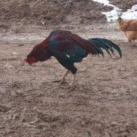 خروس لاری|حیوانات مزرعه|فاروج, |دیوار