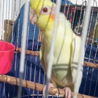 عروس هلندی لوتینو ۴۵ روزه|پرنده|رشت, حومه رشت|دیوار