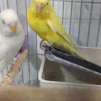 یک جفت مرغ عشق هلندی و اسپانگل جوان و سرحال