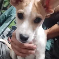 سگ نر شیواوا|سگ|دلیجان, |دیوار