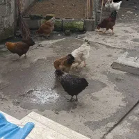 مرغ و خروس