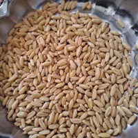 گندم دیم صدرا