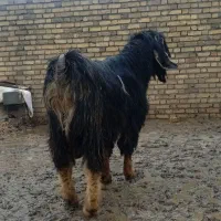 بزنر دوساله