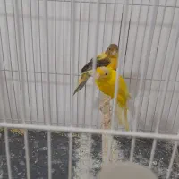 ۴عدد نر مست ۲عدد ماده مست