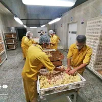 خدمات ماشین سازی شغل خانگی