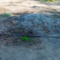 برش درختان خشک و غیر مثمر مرکبات