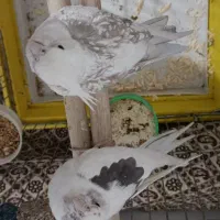 عروس هلندی مولد