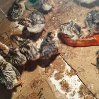 بوقلمون یک هفته ای